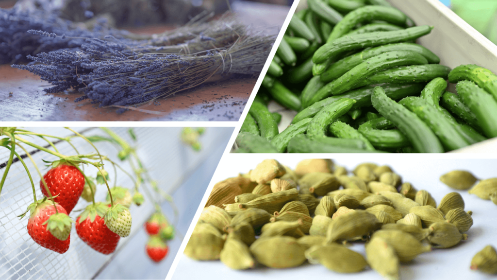 ２．素材の組み合わせによる香りのハーモニー