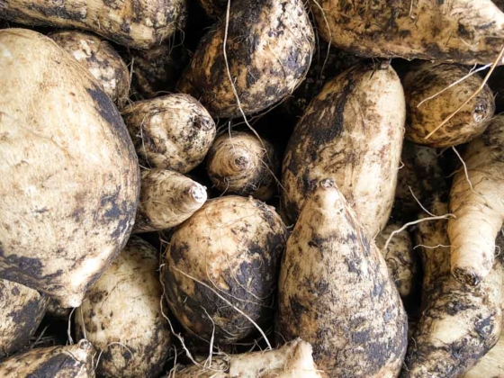 Not All Imo Shochu Tastes the Same — The Sweet Potato Makes the Difference